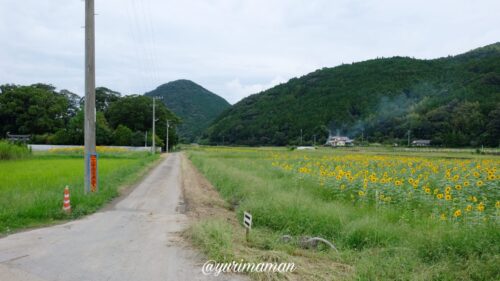 松野町ひまわり畑たいよう農園11