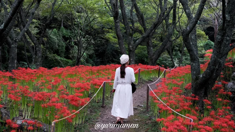 松山窪野彼岸花群生地1