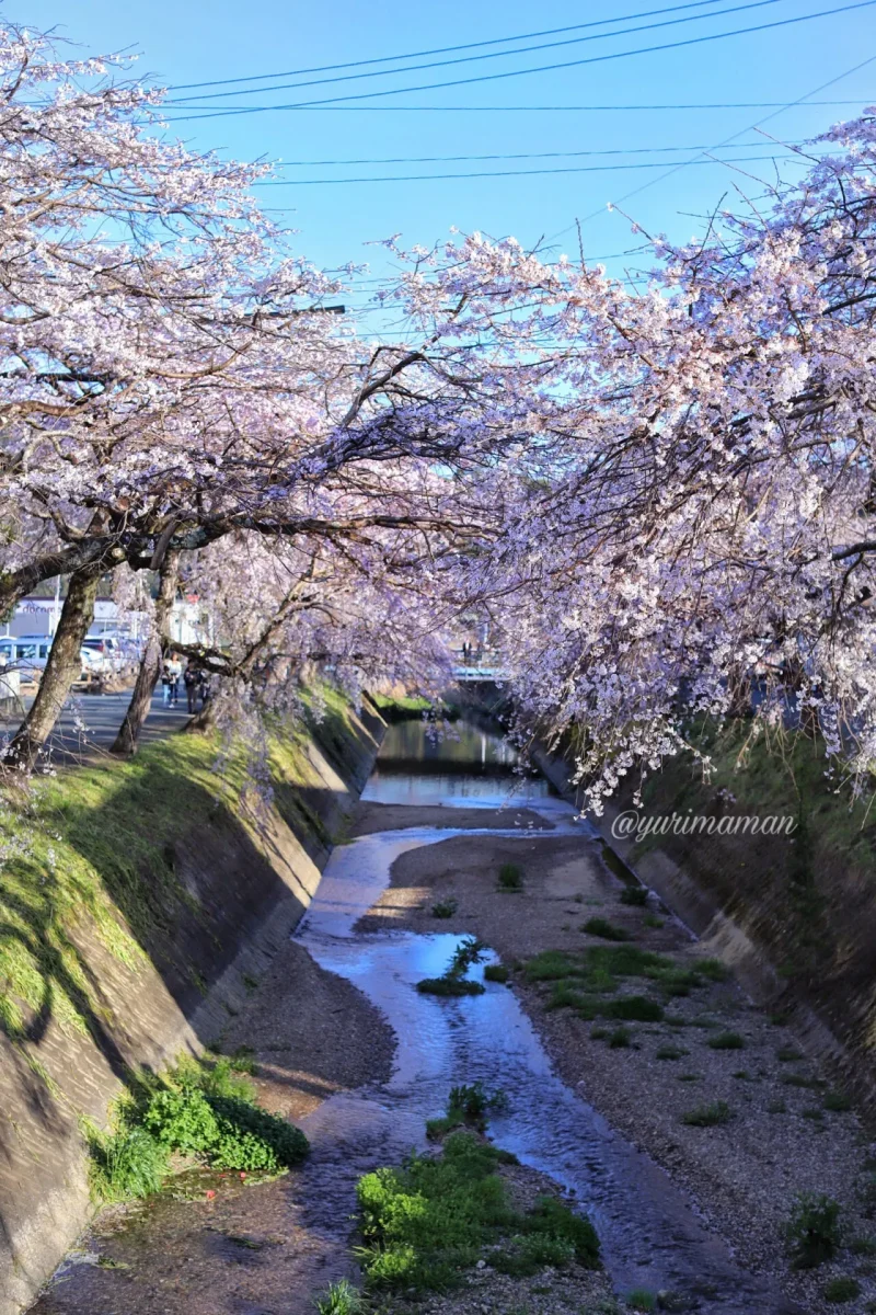 郷之谷川枝垂れ桜_内子町1