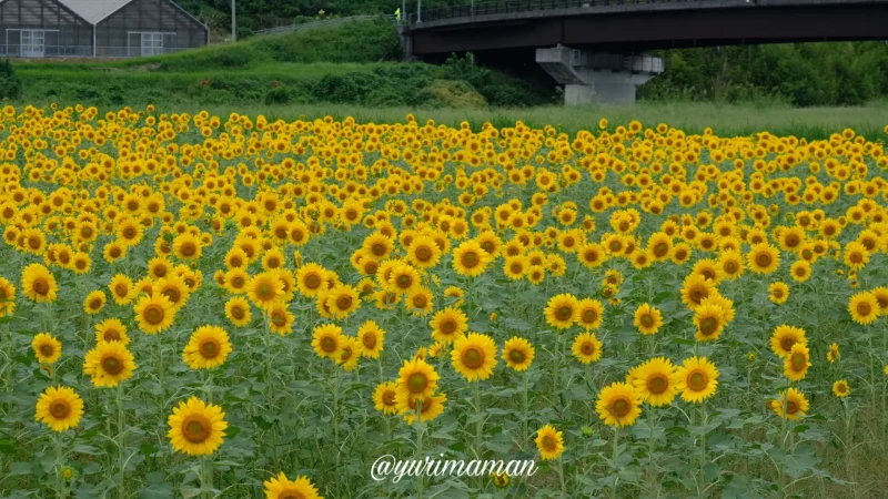 松野町ひまわり畑たいよう農園8