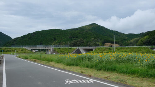 松野町ひまわり畑たいよう農園5
