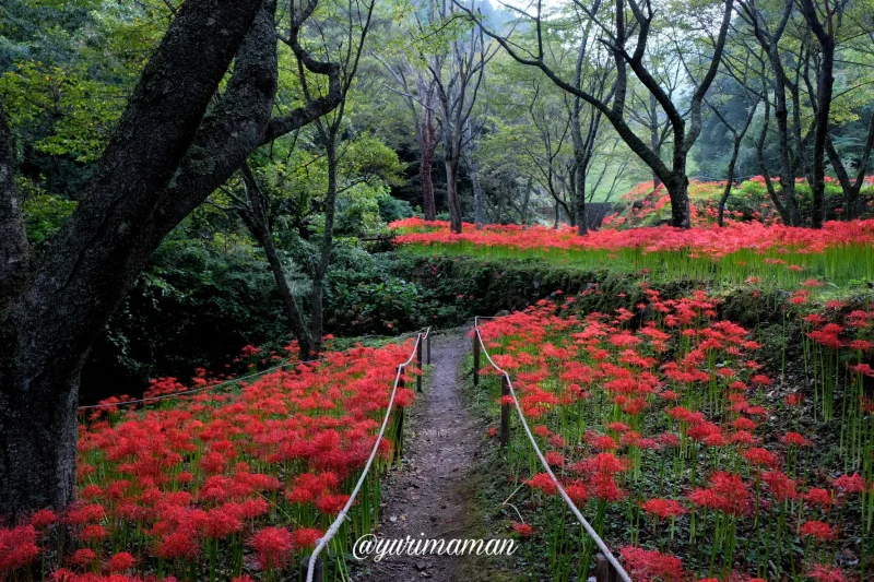 松山窪野彼岸花群生地3