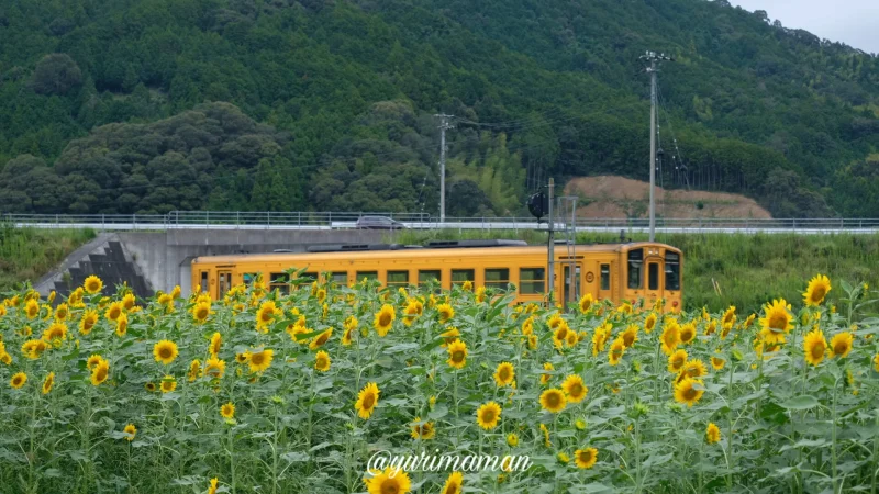 松野町ひまわり畑たいよう農園7