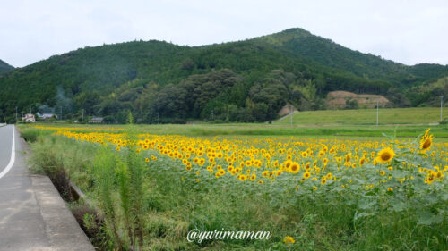 松野町ひまわり畑たいよう農園14