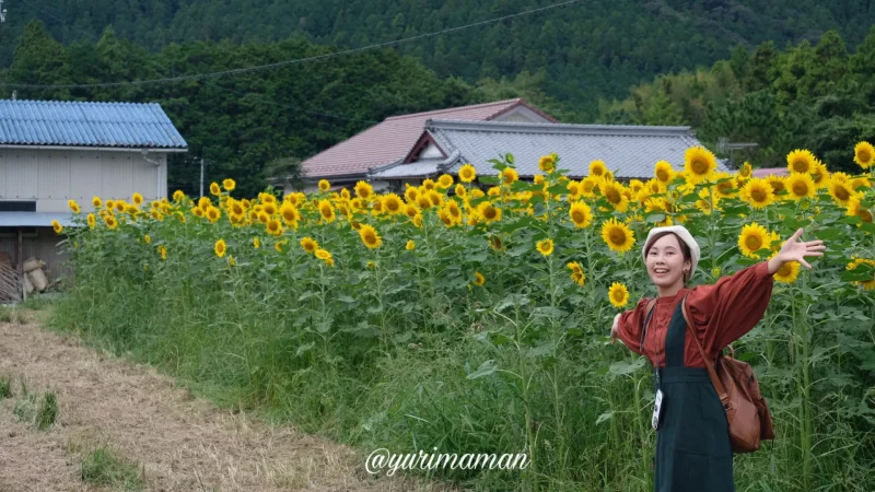 松野町ひまわり畑たいよう農園2