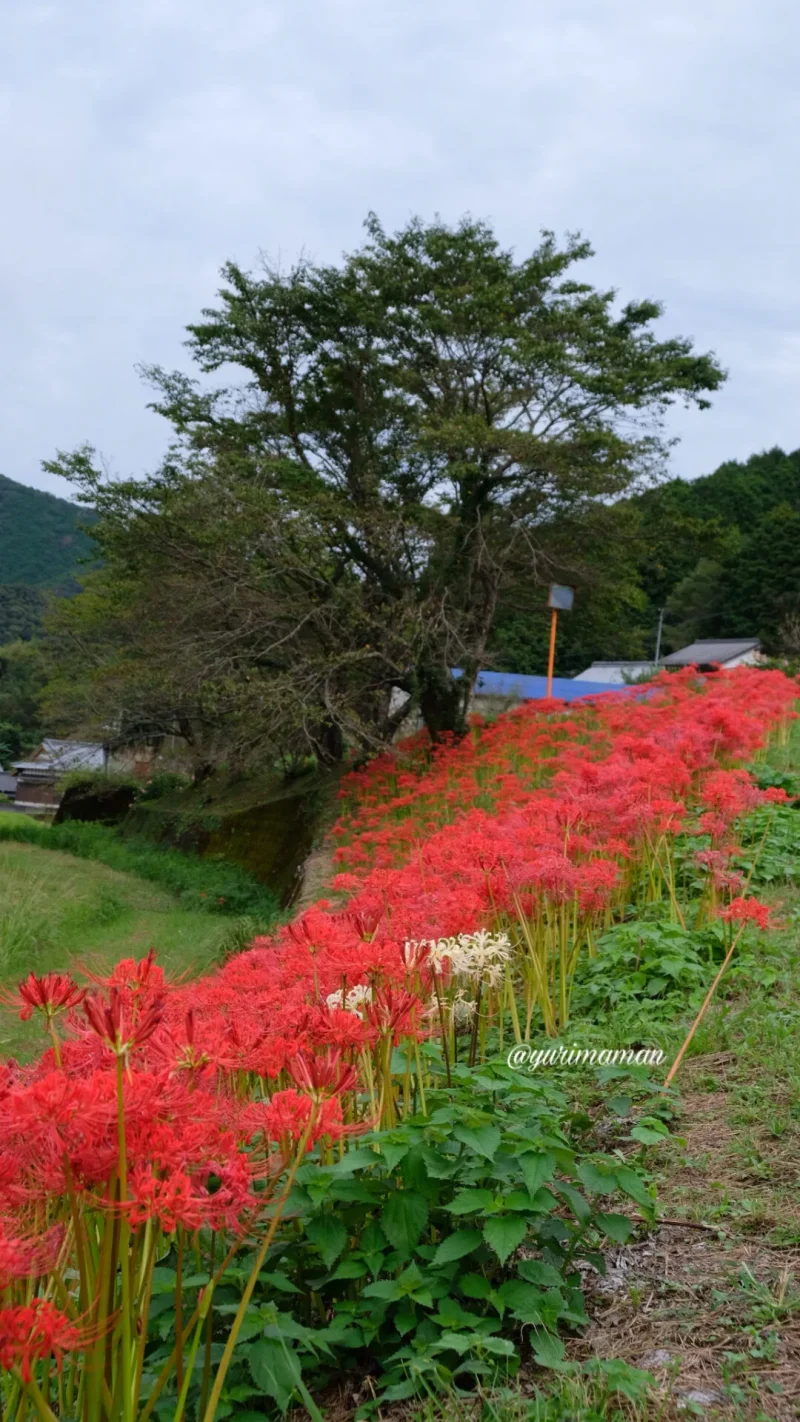 松野町蕨生地区の彼岸花群生地8