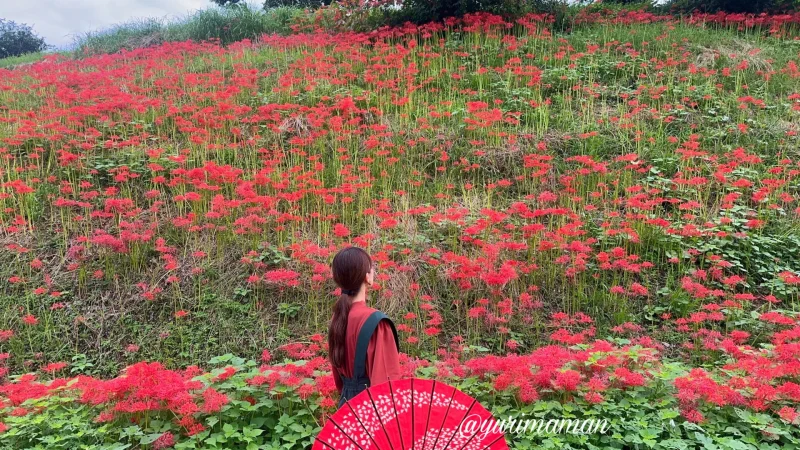 松野町蕨生地区の彼岸花群生地7