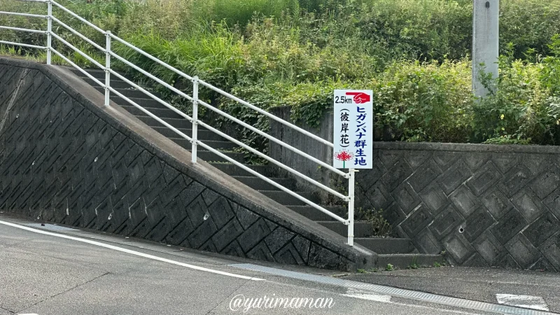 窪野彼岸花群生地看板