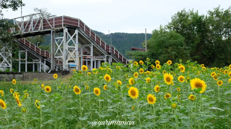 松野町ひまわり畑たいよう農園9