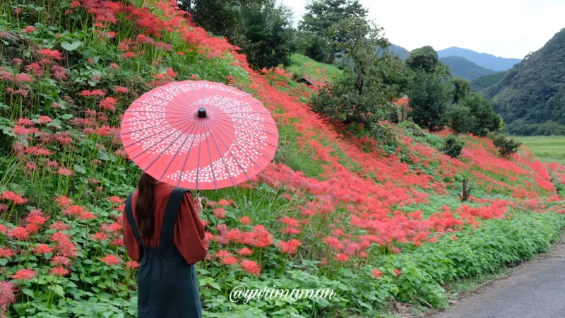 松野町蕨生地区の彼岸花群生地5