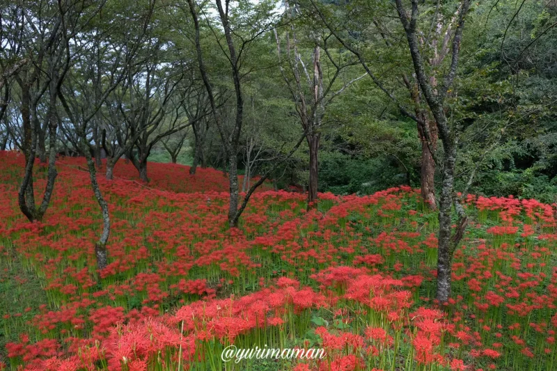 松山窪野彼岸花群生地5