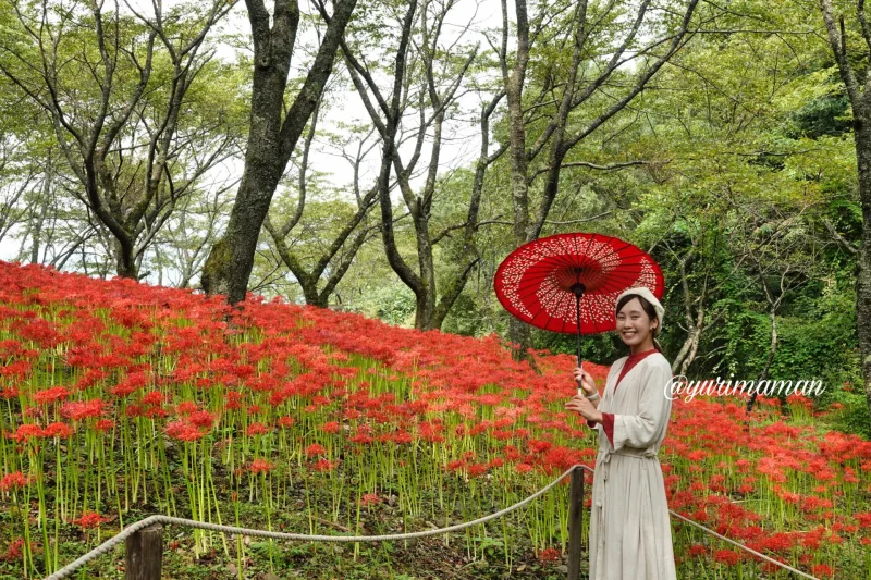 松山窪野彼岸花群生地8