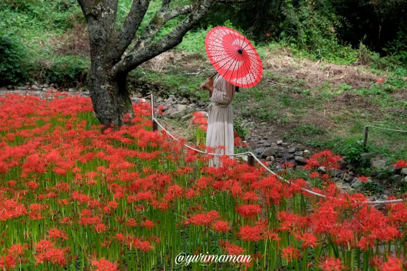 松山窪野彼岸花群生地7