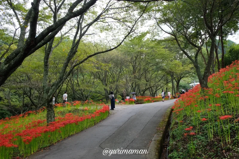 窪野彼岸花群生地道幅