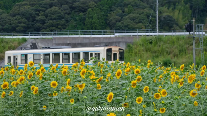 松野町ひまわり畑たいよう農園6