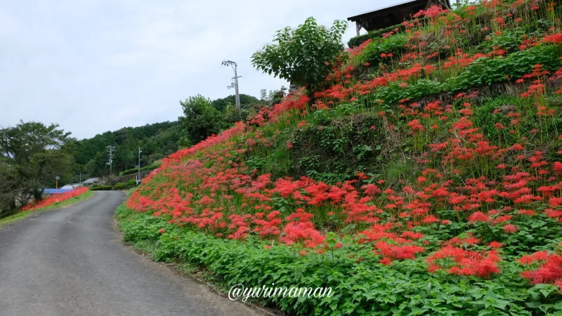 松野町蕨生地区の彼岸花群生地2