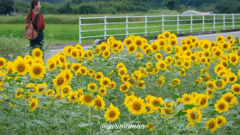 松野町ひまわり畑たいよう農園15