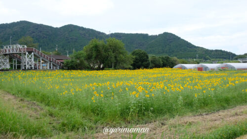 松野町ひまわり畑たいよう農園10