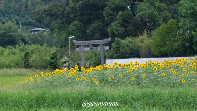 松野町ひまわり畑たいよう農園13