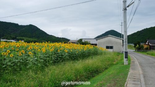 松野町ひまわり畑たいよう農園4