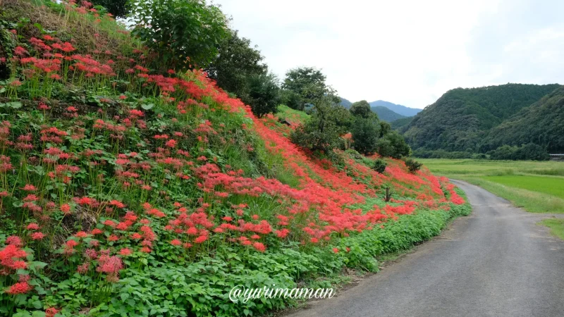 松野町蕨生地区の彼岸花群生地1