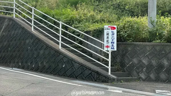 松山市窪野町「窪野彼岸花群生地」案内看板が目印