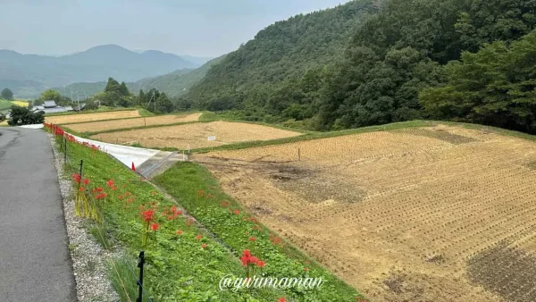 松山市窪野町「窪野彼岸花群生地」臨時駐車場1