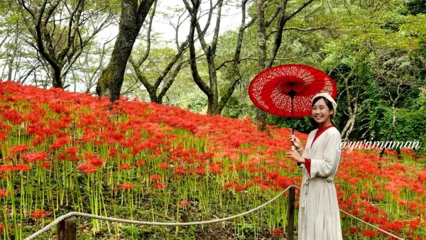 松山市「窪野彼岸花群生地」で和傘と一緒に撮影できるフォトスポット