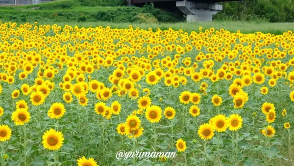 松野町ひまわり畑たいよう農園8