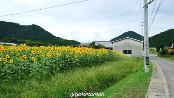 松野町ひまわり畑たいよう農園4