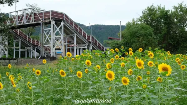 松野町ひまわり畑たいよう農園9