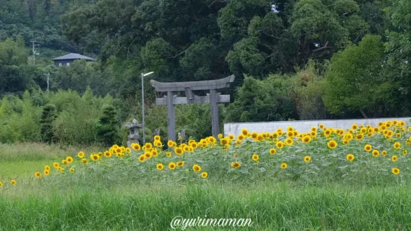 松野町ひまわり畑たいよう農園13