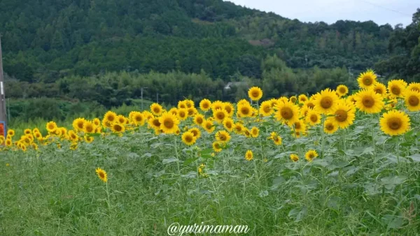 松野町ひまわり畑たいよう農園12