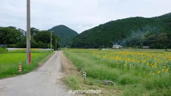 松野町ひまわり畑たいよう農園11