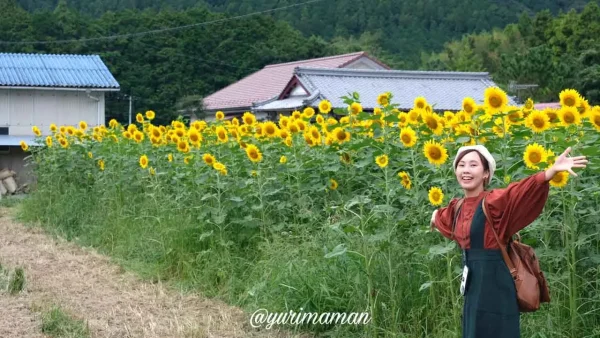 松野町ひまわり畑たいよう農園2