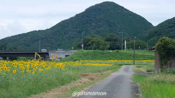 松野町ひまわり畑たいよう農園7