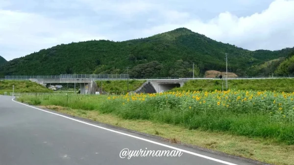 松野町ひまわり畑たいよう農園5