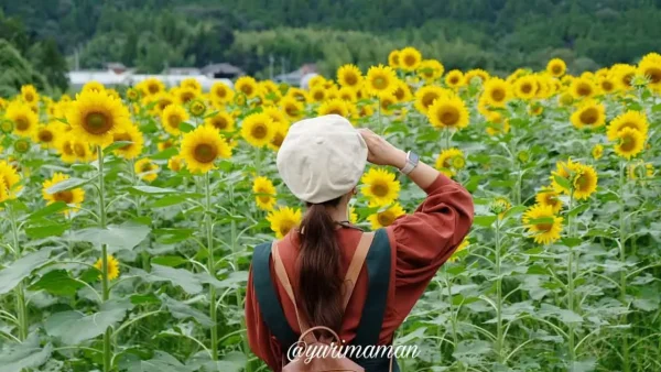 松野町ひまわり畑たいよう農園インタビュー