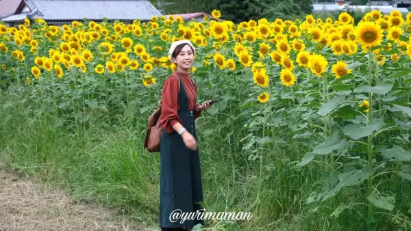 松野町ひまわり畑たいよう農園3