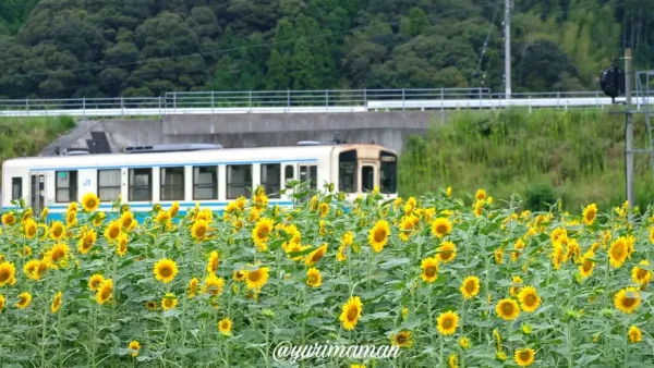 松野町ひまわり畑たいよう農園6