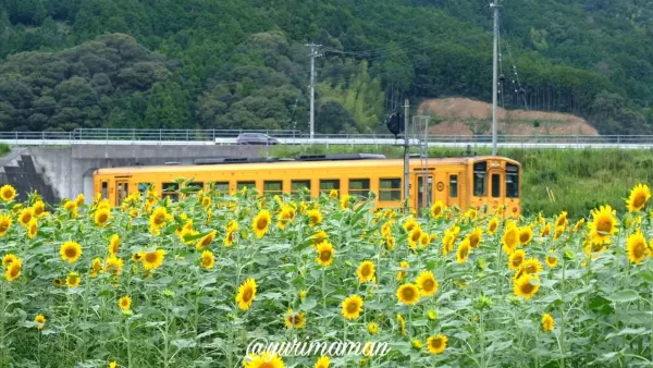 松野町ひまわり畑たいよう農園7