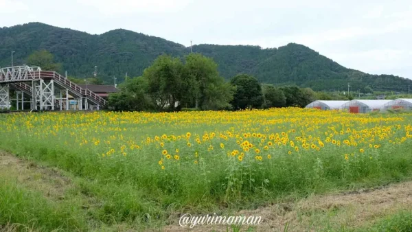 松野町ひまわり畑たいよう農園10