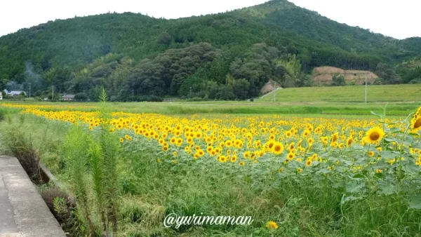 松野町ひまわり畑たいよう農園14