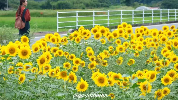 松野町ひまわり畑たいよう農園15