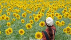 松野町ひまわり畑たいよう農園 - ゆりママんブログ 松野町ひまわり畑たいよう農園