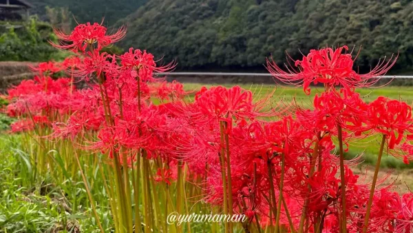 松野町「蕨生の彼岸花群生地」で壁画のように咲き誇る赤い彼岸花2