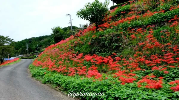 松野町「蕨生の彼岸花群生地」に広がる斜面いっぱいの赤い彼岸花1