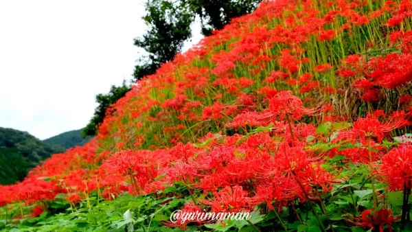 松野町「蕨生の彼岸花群生地」に広がる斜面いっぱいの赤い彼岸花2