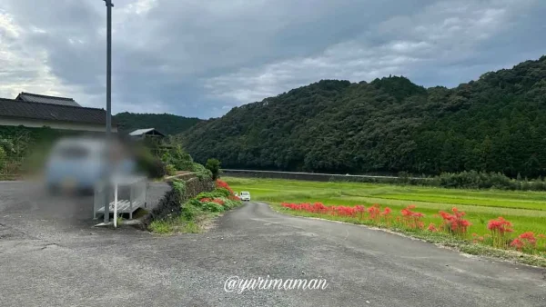 松野町「蕨生の彼岸花群生地」へのルート