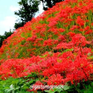 松野町・蕨生地区彼岸花群生地｜サムネイル画像